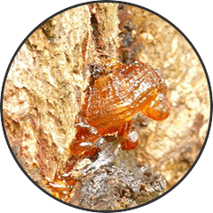 Boswellia Serrata