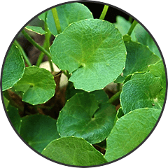 Gotu Kola