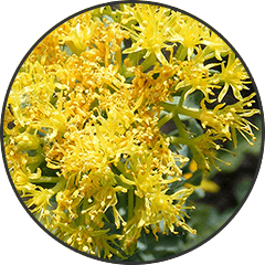 Rhodiola Rosea
